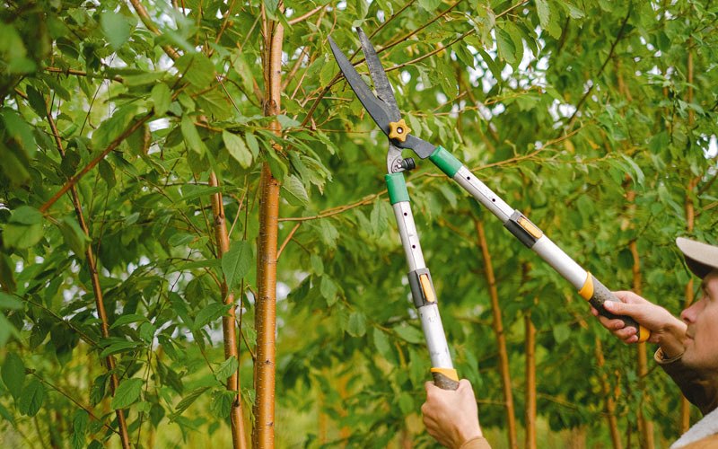 Tree trimming in Patillas, PR